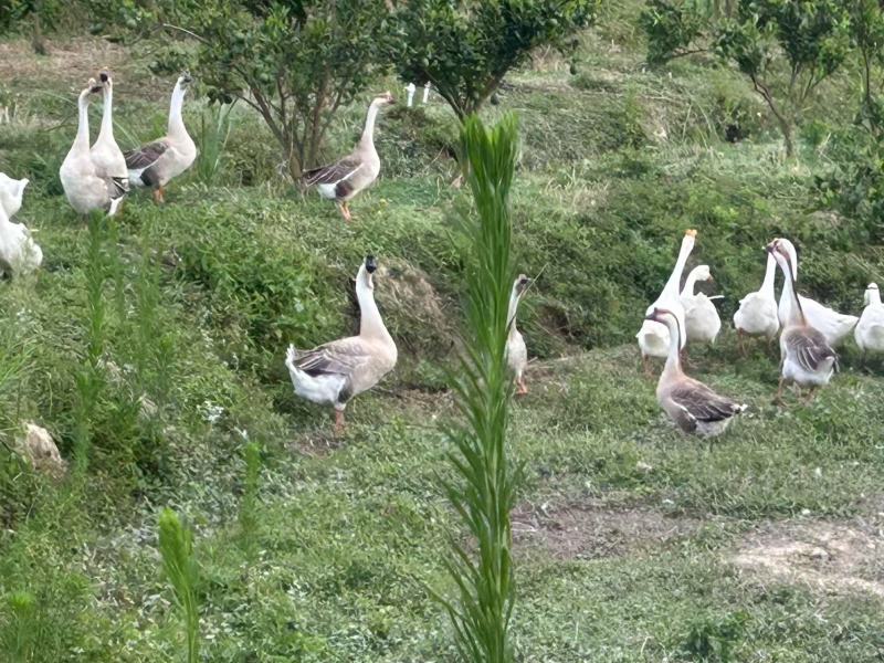 江西瑞金山养狮头鹅大量接单产地直发量大从优欢迎来电