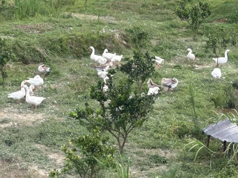 江西瑞金山养狮头鹅大量接单产地直发量大从优欢迎来电