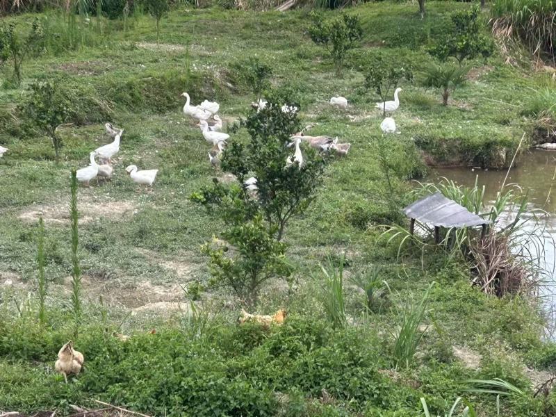 江西瑞金山养狮头鹅大量接单产地直发量大从优欢迎来电