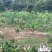 江西瑞金山养狮头鹅大量接单产地直发量大从优欢迎来电