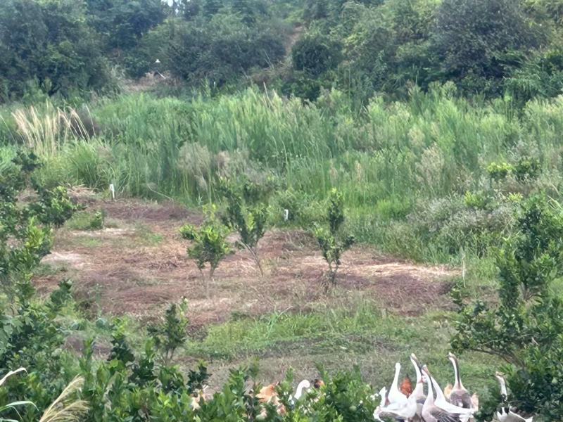 江西瑞金山养狮头鹅大量接单产地直发量大从优欢迎来电