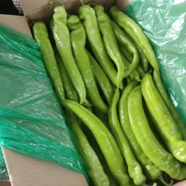 黄皮尖椒，质量非常好