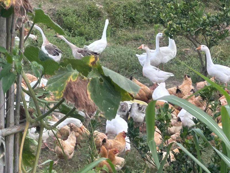 江西瑞金山养三黄土鸡大量接单产地直发量大从优欢迎来电