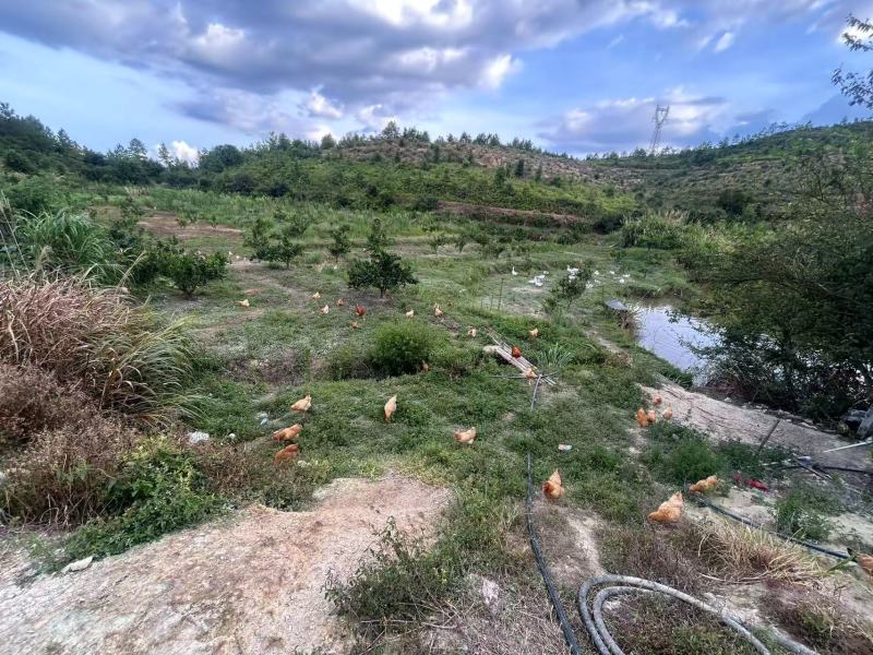 江西瑞金山养三黄土鸡大量接单产地直发量大从优欢迎来电