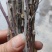 金蝉卵枝山东省临沂市沂水县金蝉卵枝大量上市