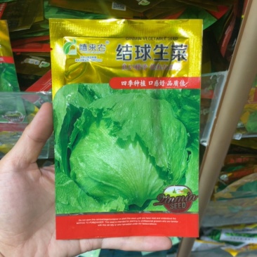 结球生菜种子圆生菜春夏秋四季播生菜种子球形生菜甘蓝种子