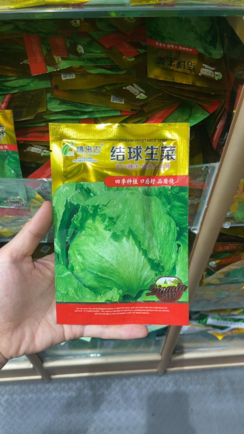 结球生菜种子圆生菜春夏秋四季播生菜种子球形生菜甘蓝种子