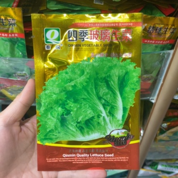 四季甜脆玻璃生菜种子脆嫩生吃生菜种籽阳台四季盆栽春季蔬菜