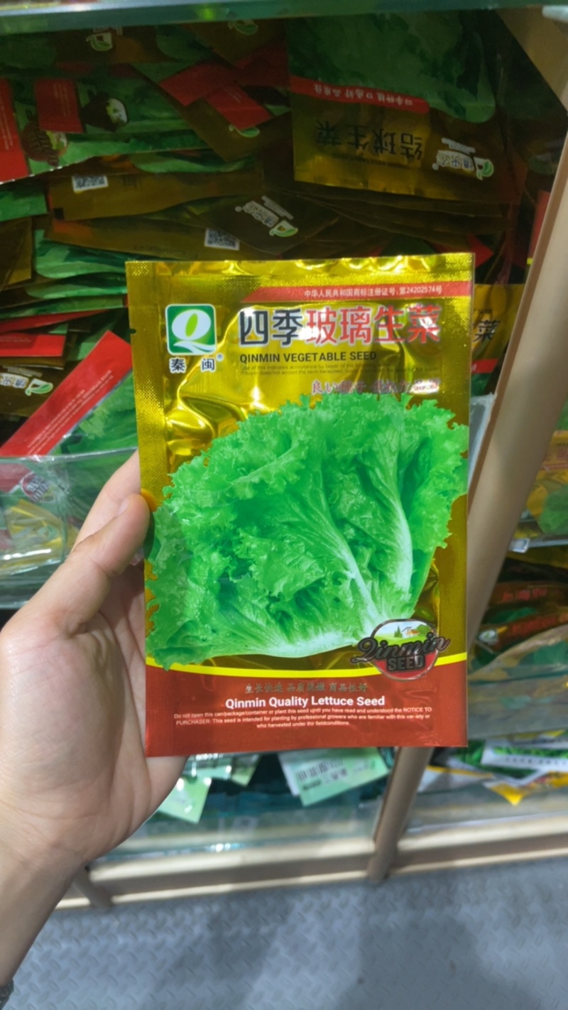 四季甜脆玻璃生菜种子脆嫩生吃生菜种籽阳台四季盆栽春季蔬菜