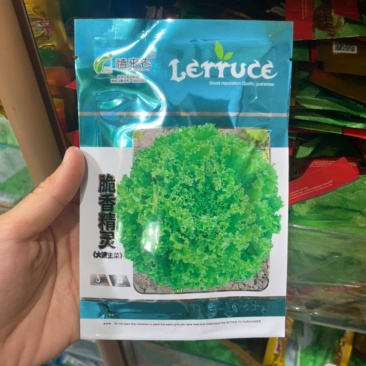 四季大速生生菜种子可生吃散叶耐寒结球奶油生菜籽高产蔬