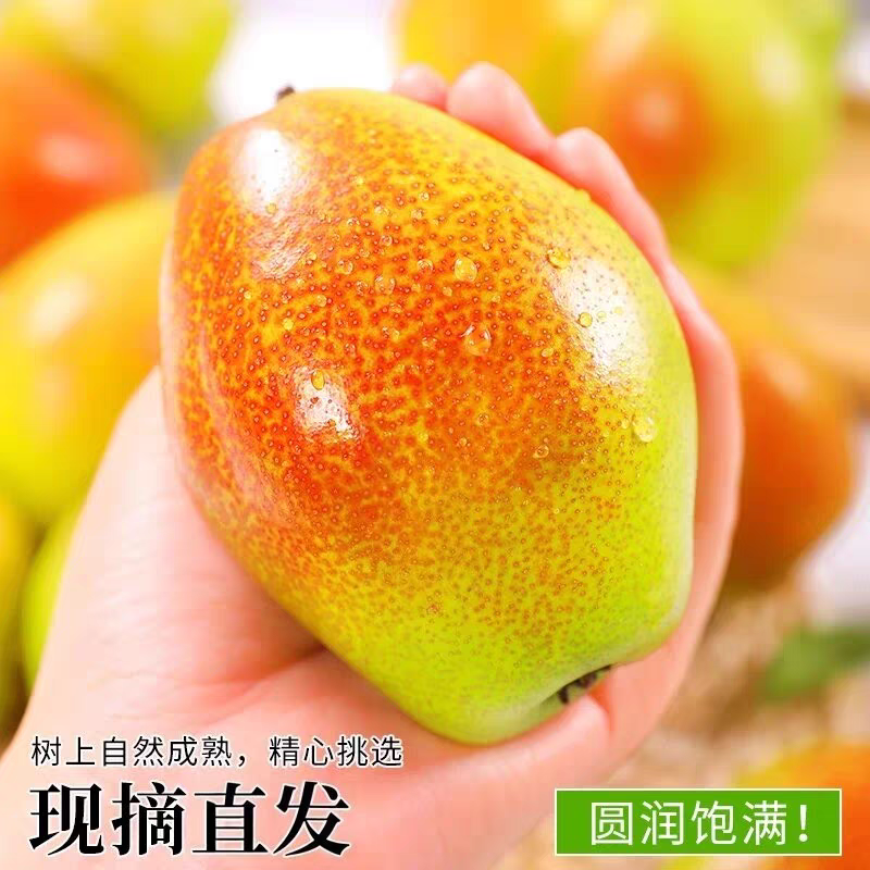 《红香酥梨》渭南香梨/产地货源/电商供应/全国代办代发