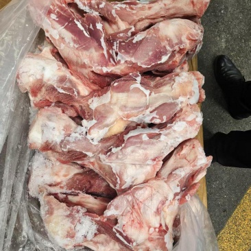 前腿骨