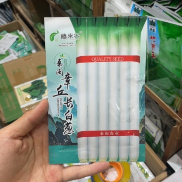 章丘长白条大葱种子香葱籽葱白长菜园阳台盆栽春季秋四季蔬菜
