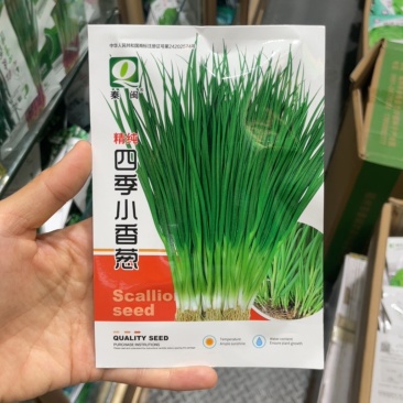 四季小香葱种子四季易种小葱种子阳台室内盆栽葱种批发家庭菜