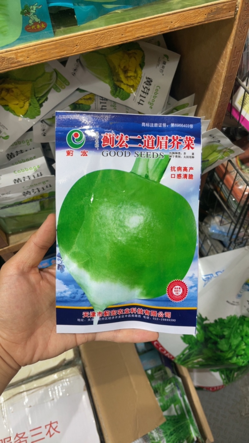 二道眉芥菜种子芥疙瘩种子大头菜秋播农家庭院用种