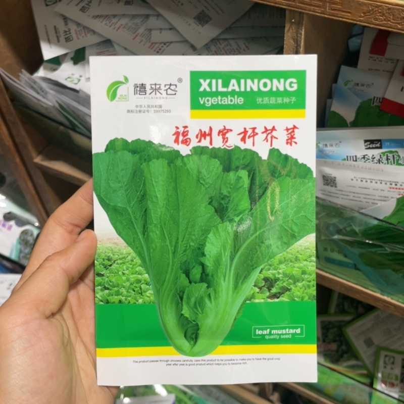 福州宽杆客家甜芥菜种子腌制酸菜咸菜庭院春秋四季易播蔬菜籽