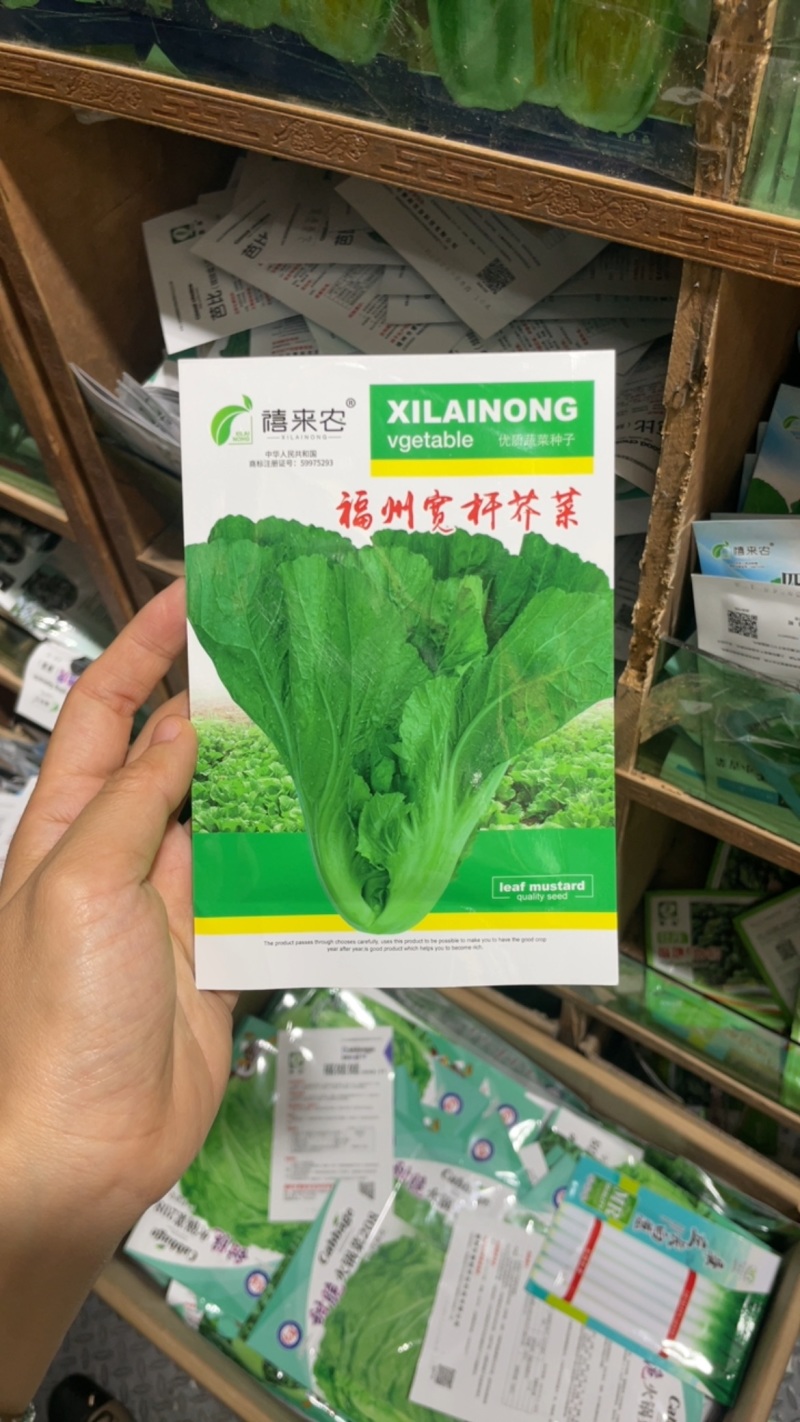 福州宽杆客家甜芥菜种子腌制酸菜咸菜庭院春秋四季易播蔬菜籽