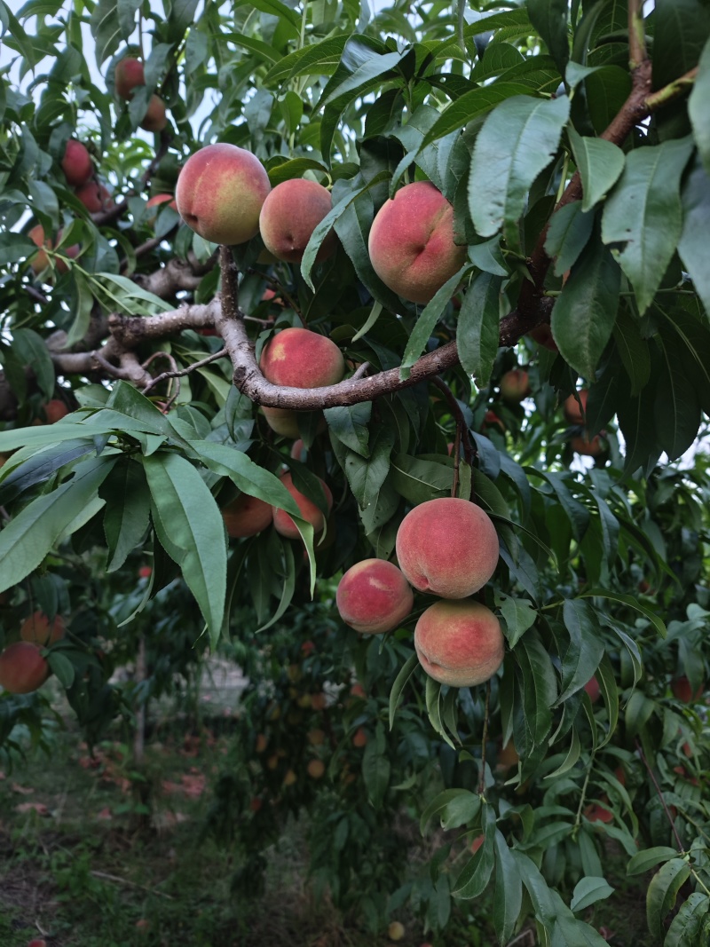 绿化9号水蜜桃，单只半斤起，廊坊市广阳区九州镇