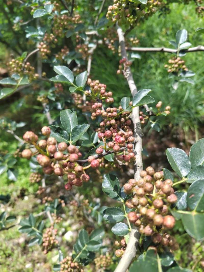野生青头菌