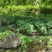 野生青头菌