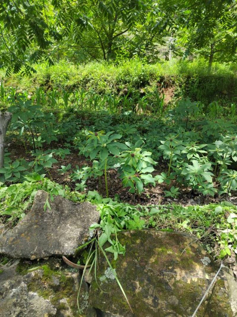 野生青头菌