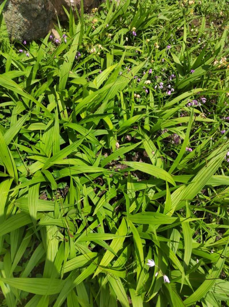 野生青头菌