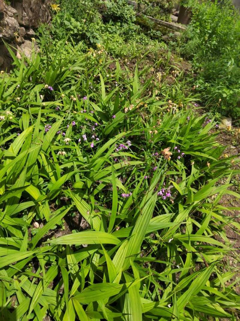 野生青头菌