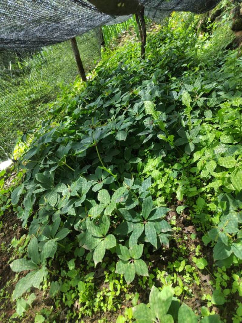 野生青头菌