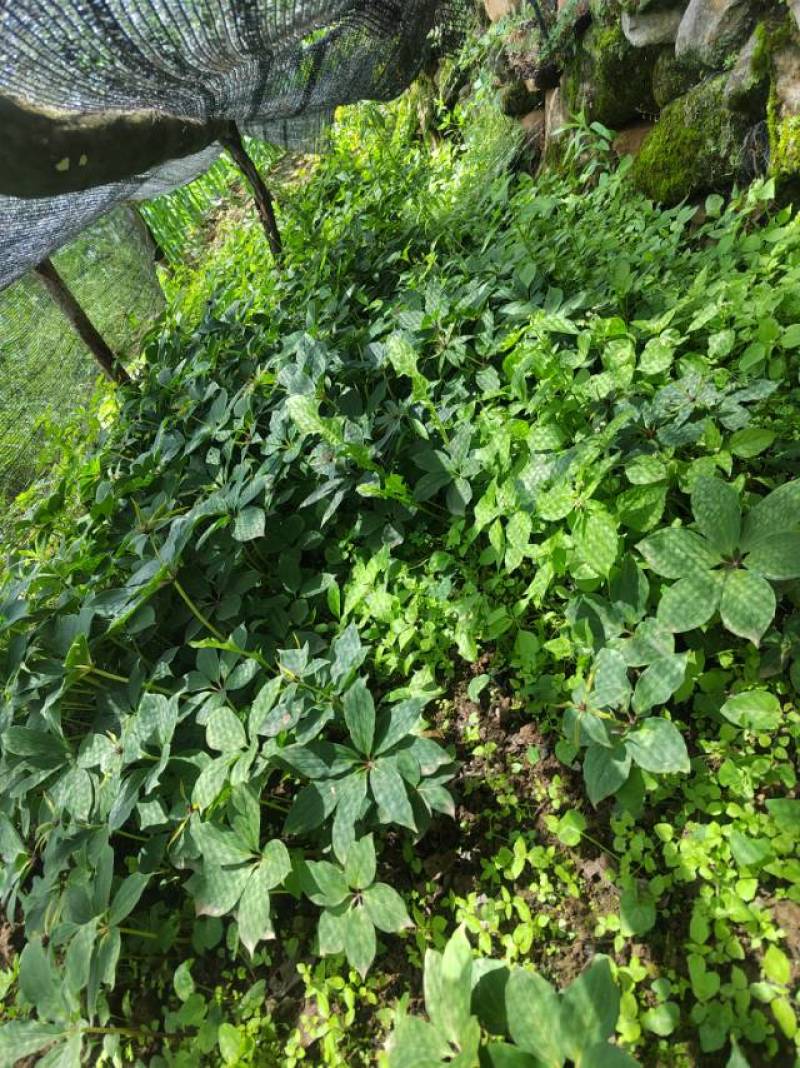 野生青头菌