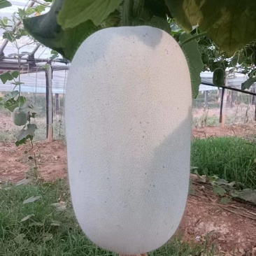 水果冬瓜口感好价格不高