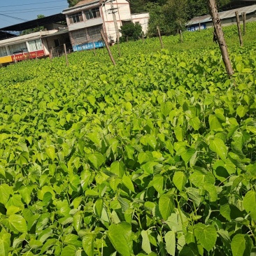 毛叶山桐子苗