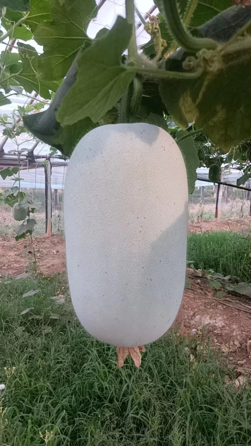 水果冬瓜口感好价格不高