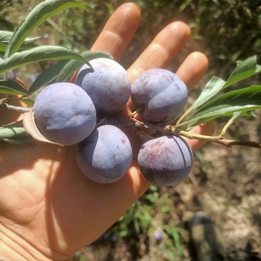 脆红李，脱骨，纯甜