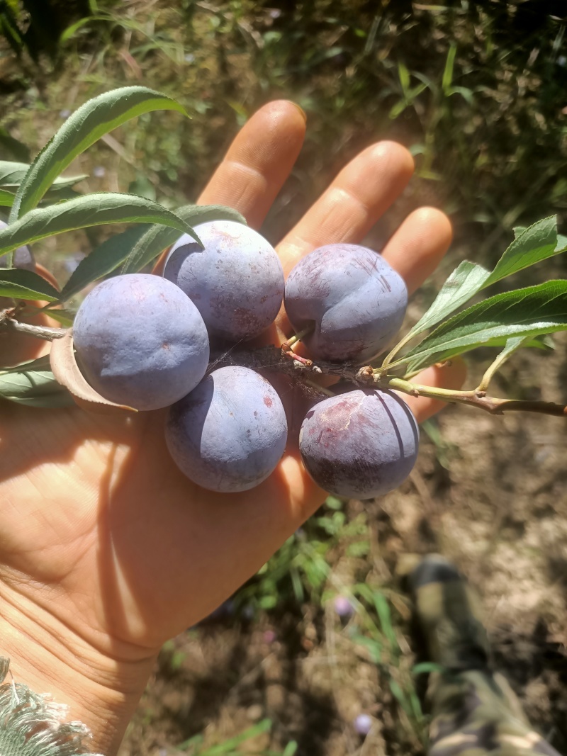 脆红李，脱骨，纯甜