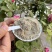 炒熟苘麻子粉茼麻子粉青麻子破壁超细粉包邮