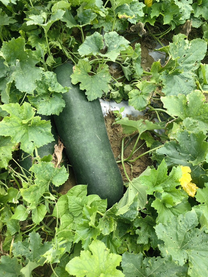 河北黑霸冬瓜基地货，品质保证，量大从优欢迎来电咨询