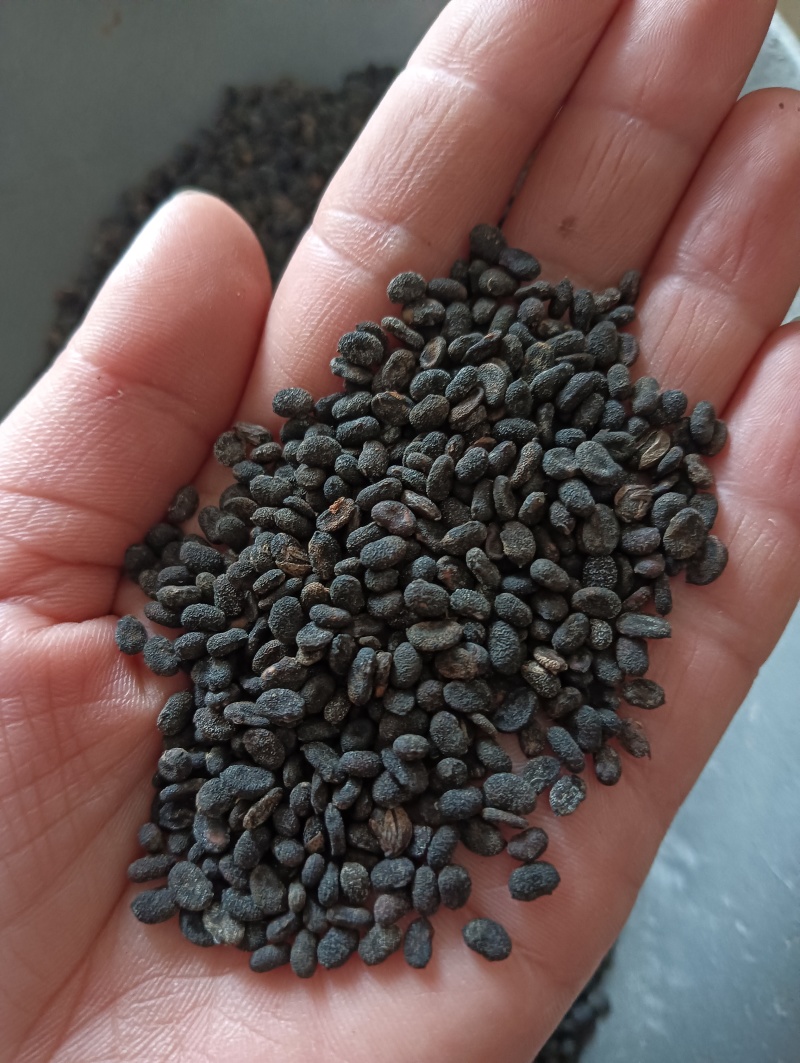补骨脂破故纸一斤起批批发各种中药材量大优惠