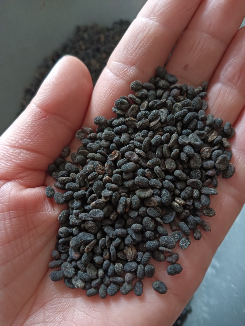 补骨脂破故纸一斤起批批发各种中药材量大优惠