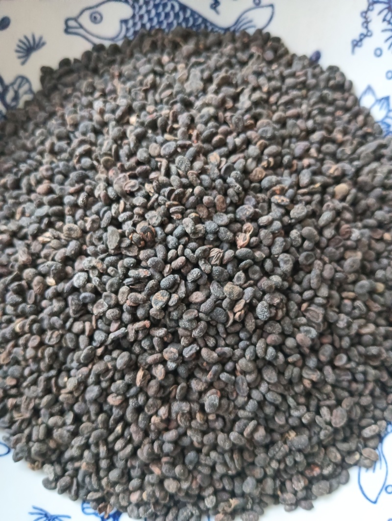 补骨脂破故纸一斤起批批发各种中药材量大优惠