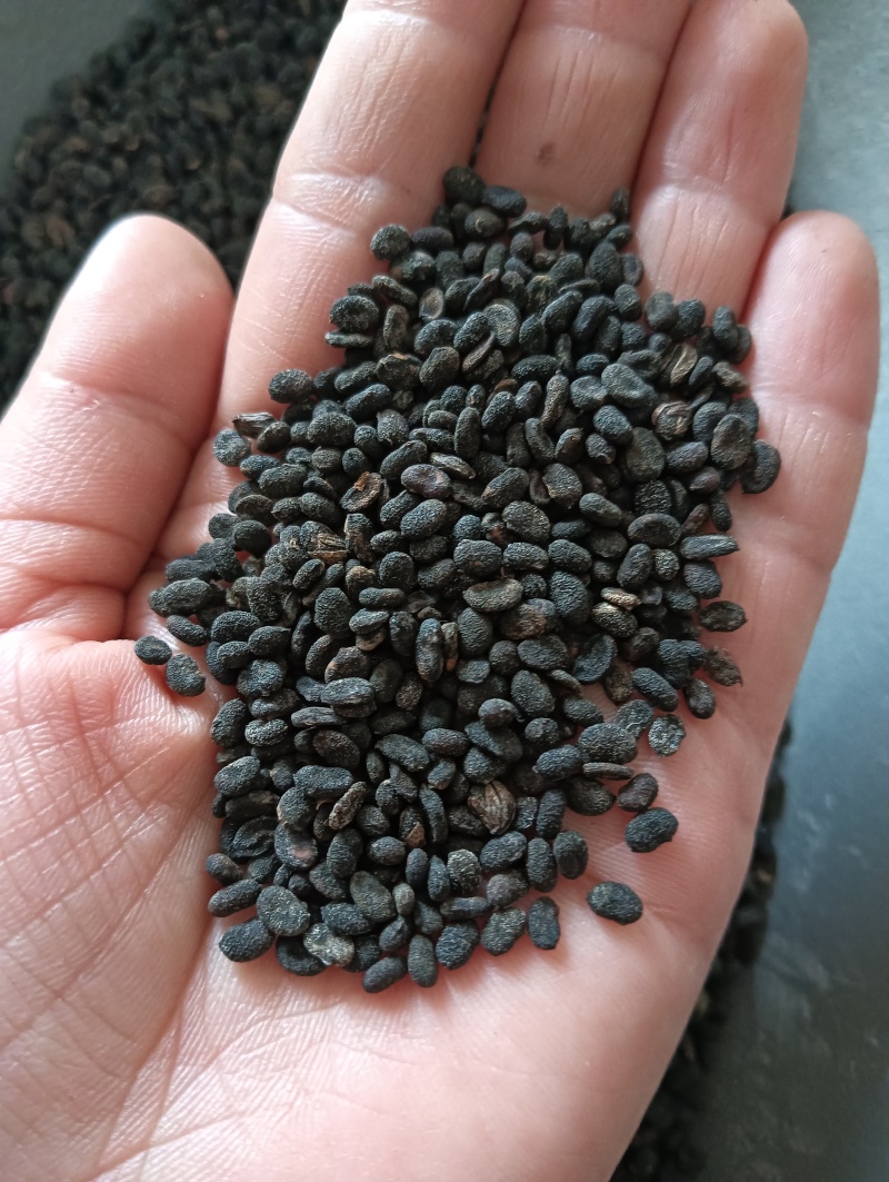 补骨脂破故纸一斤起批批发各种中药材量大优惠
