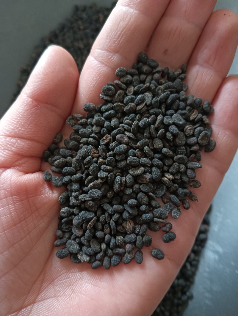 补骨脂破故纸一斤起批批发各种中药材量大优惠