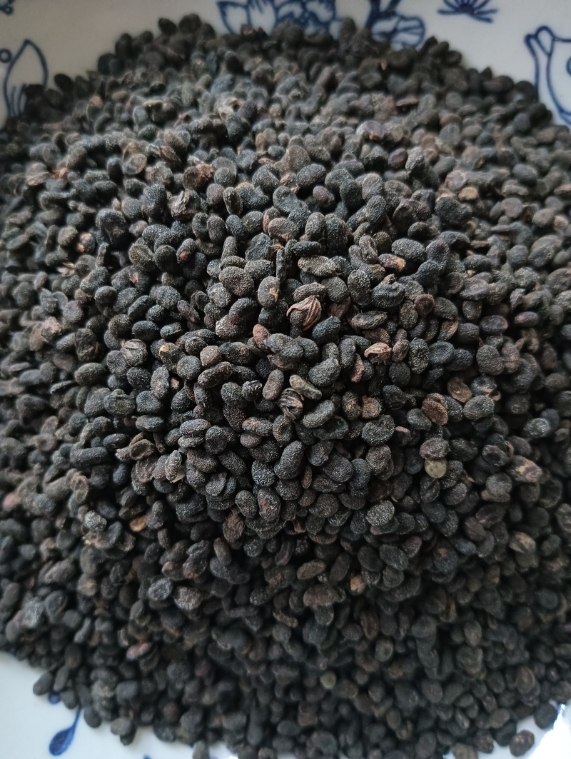 补骨脂破故纸一斤起批批发各种中药材量大优惠