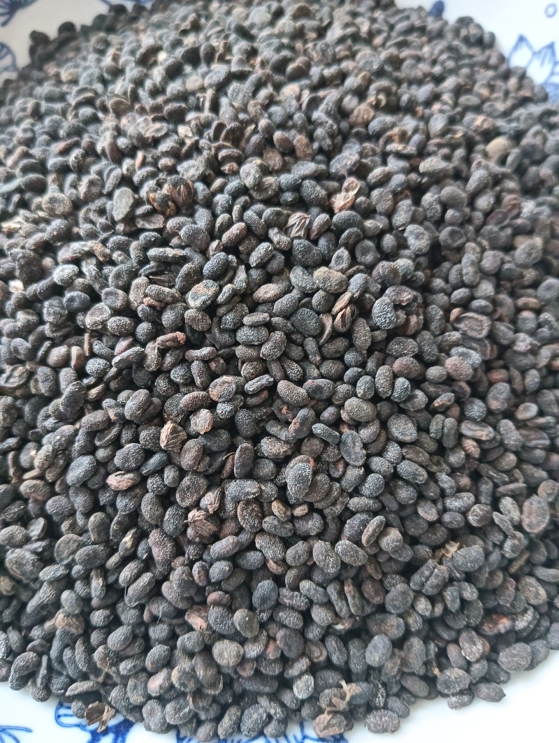 补骨脂破故纸一斤起批批发各种中药材量大优惠