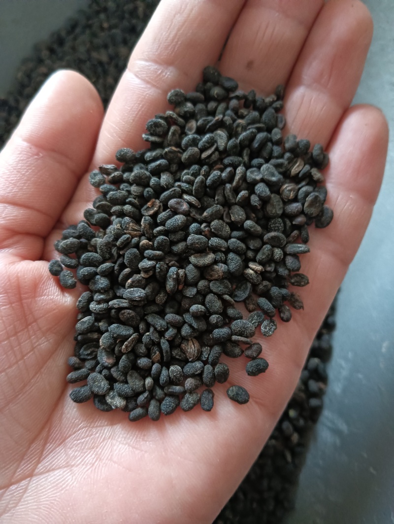 补骨脂破故纸一斤起批批发各种中药材量大优惠