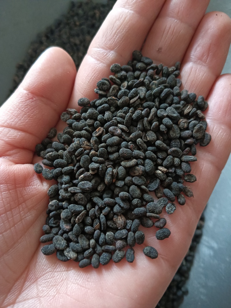 补骨脂破故纸一斤起批批发各种中药材量大优惠