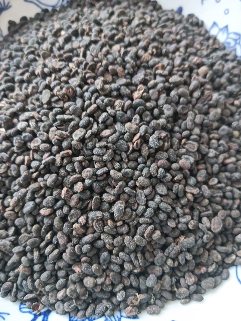 补骨脂破故纸一斤起批批发各种中药材量大优惠