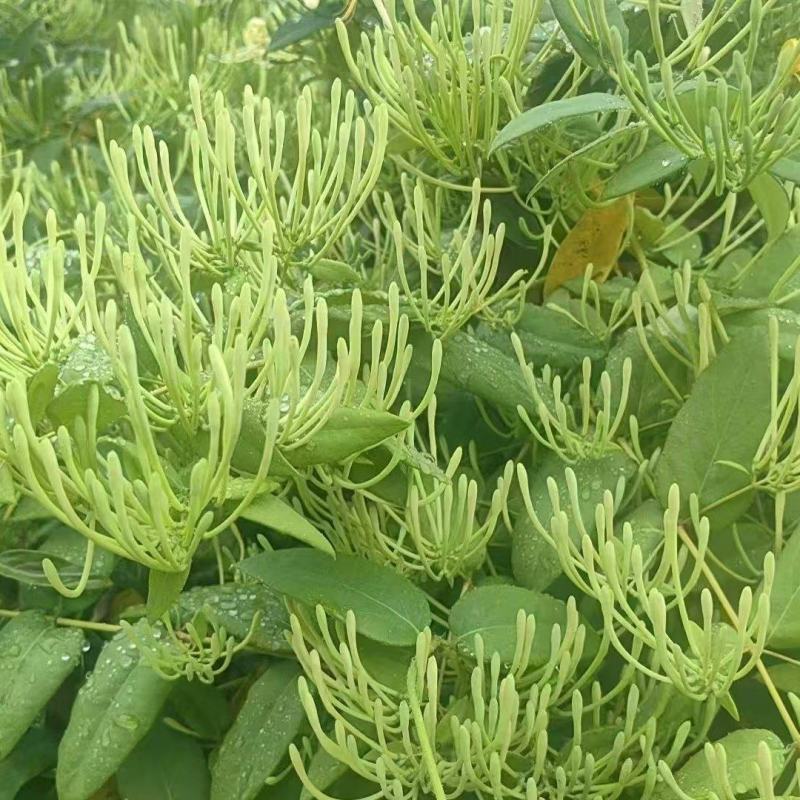 新鲜上市金银花诚信经营量大从优价格优惠欢迎采购