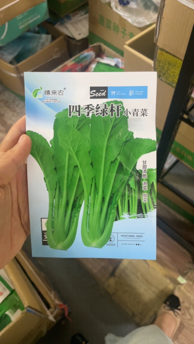 云南特色四季播种绿杆青菜种子小苦菜味略苦花叶宽叶菜