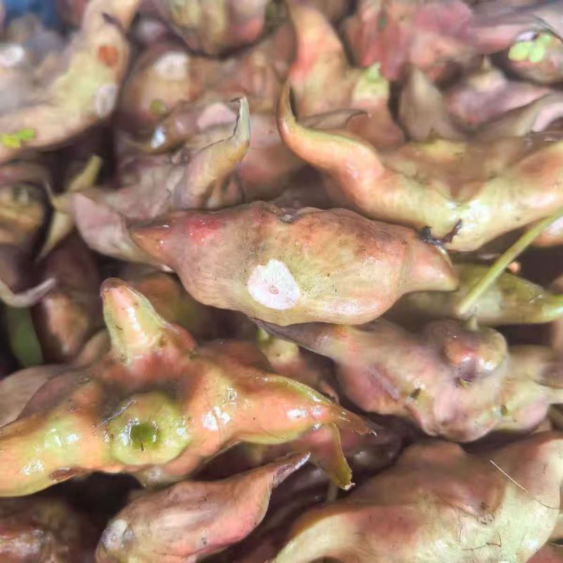 湖北菱角老菱角嫩菱角大青菱角黑菱角基地直发大量供应
