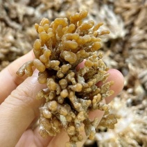 龍爪菇